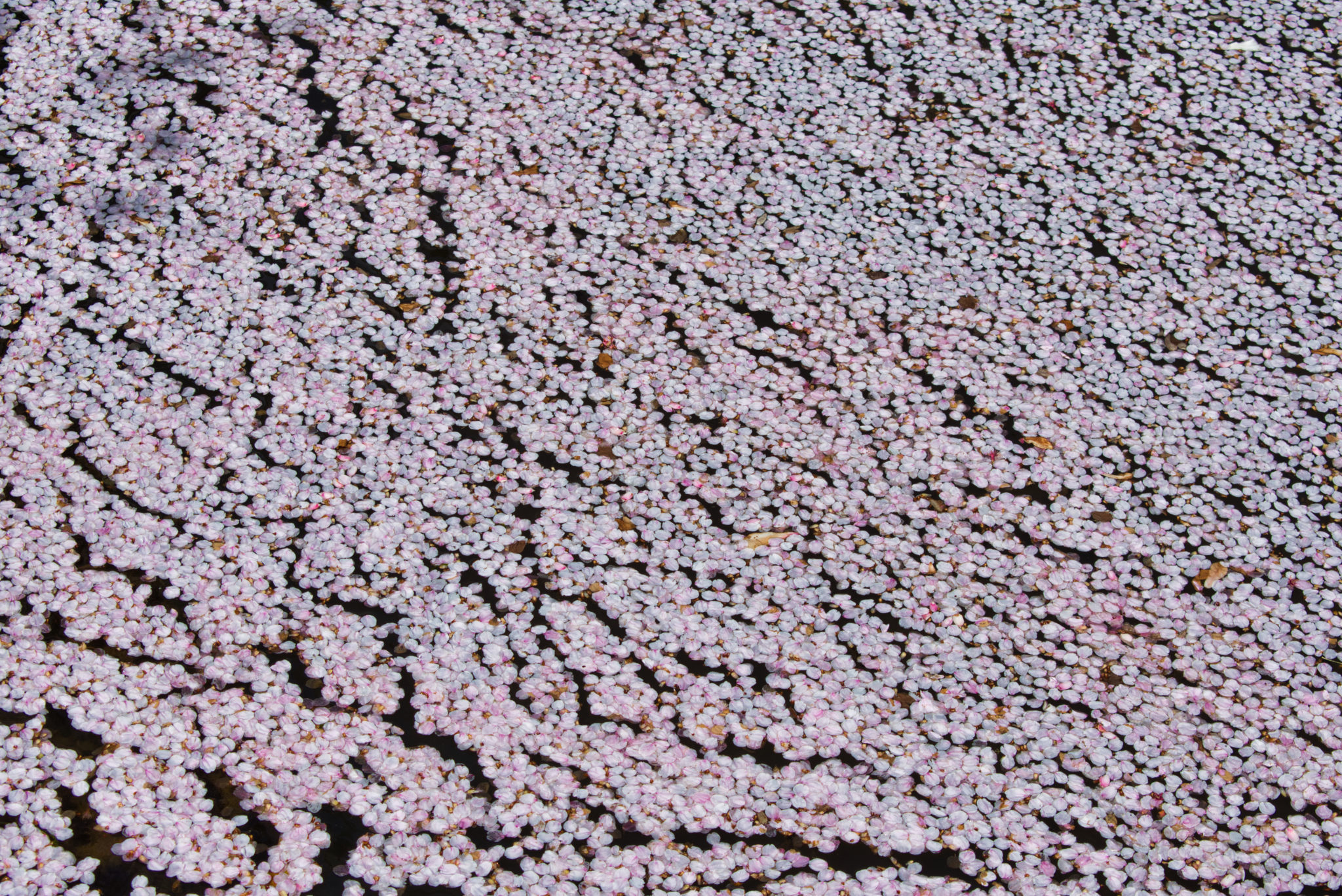 image alt text